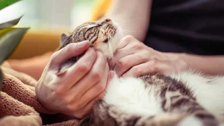 Cat Eye Discharge: What It Says About Cat Health