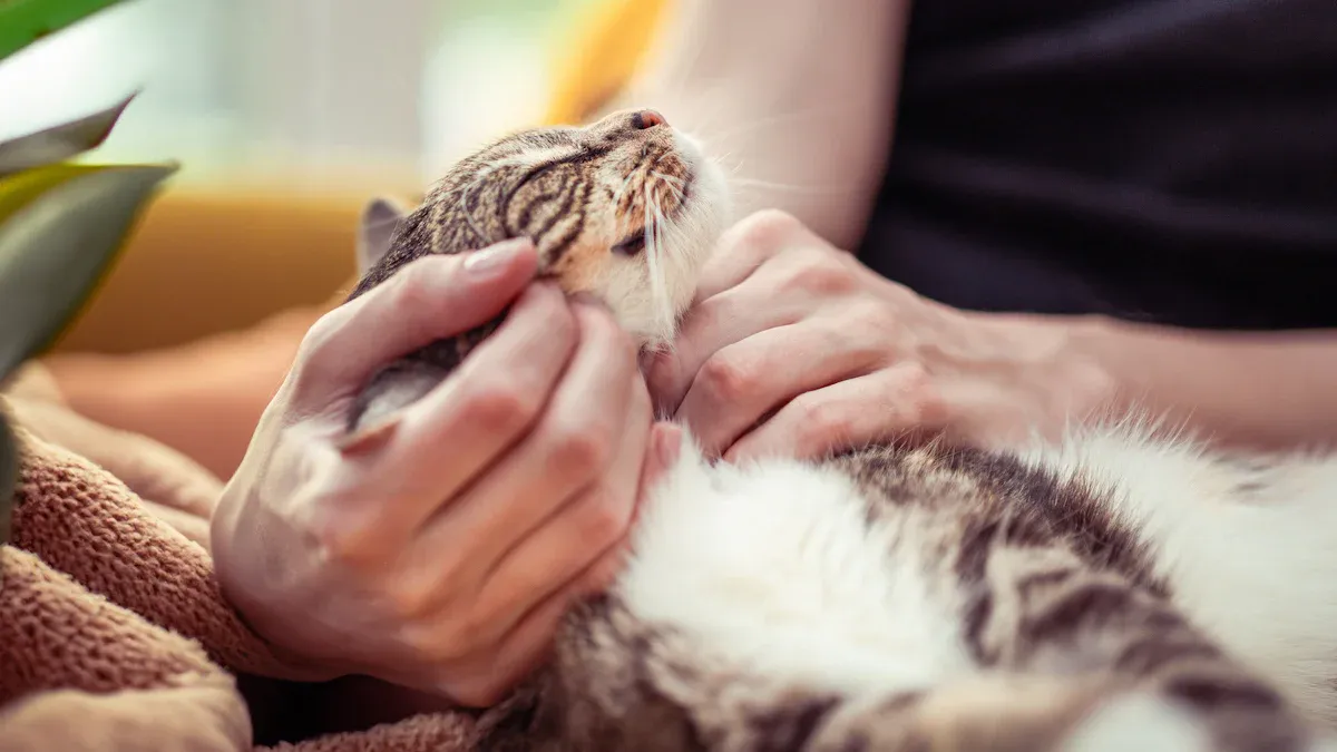 Cat Eye Discharge: What It Says About Cat Health