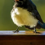 Bird Vocal Sounds Meaning: How Birds Communicate