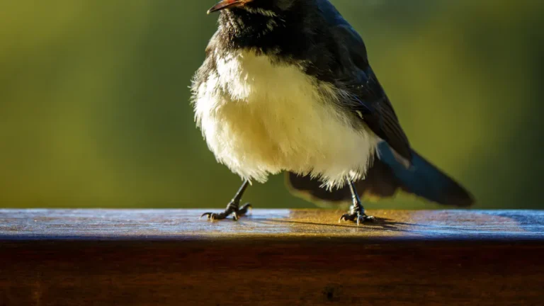 Bird Vocal Sounds Meaning: How Birds Communicate