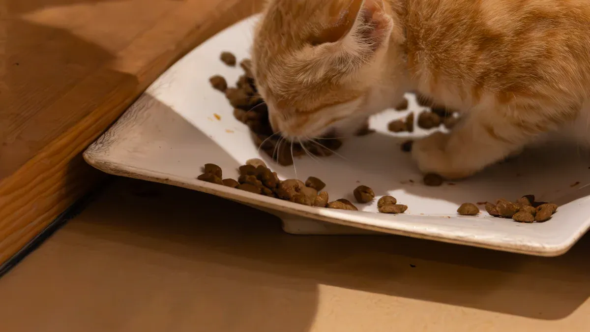 Cat Weight Gain: What Causes Sudden Changes