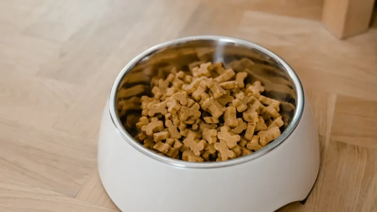 Pet Food Bowls: How Material Impacts Health