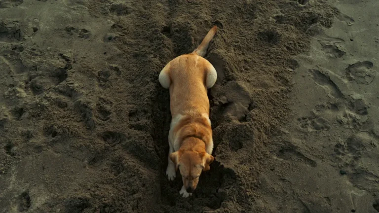 Dog Digging Behavior: What Drives This Habit