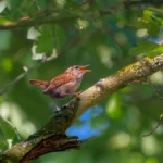 Bird Behavior Changes: What They Indicate