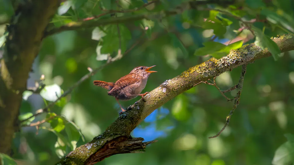 Bird Behavior Changes: What They Indicate