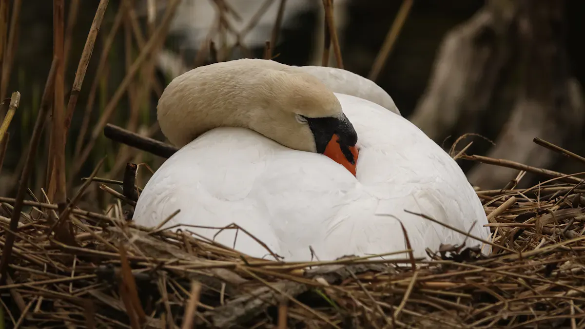 Bird Biological Rhythms