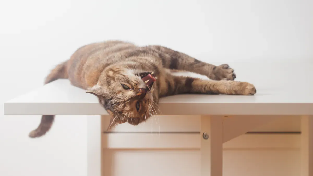 Common Cat Sleeping Positions