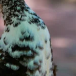 Bird Stress Signs: What to Watch Closely