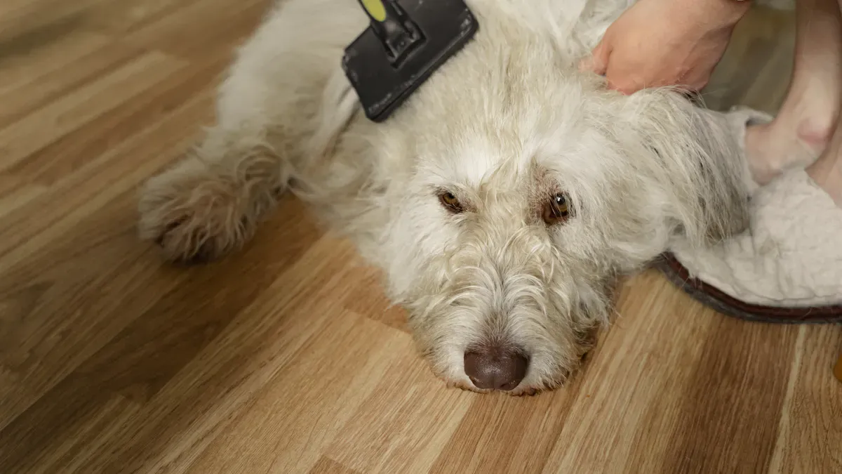 Common Dog Shedding Causes