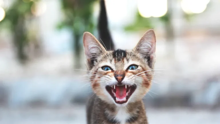 Cat Meowing Sounds Meaning: How to Decode Each Tone