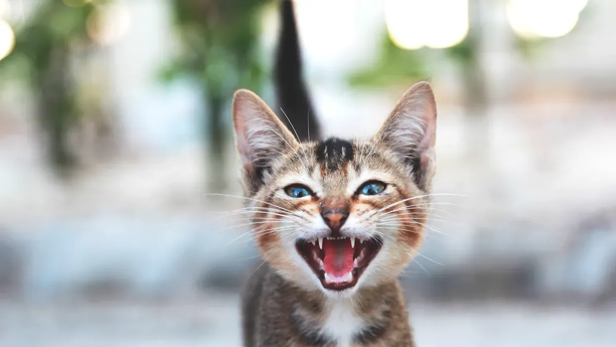 Cat Meowing Sounds Meaning: How to Decode Each Tone