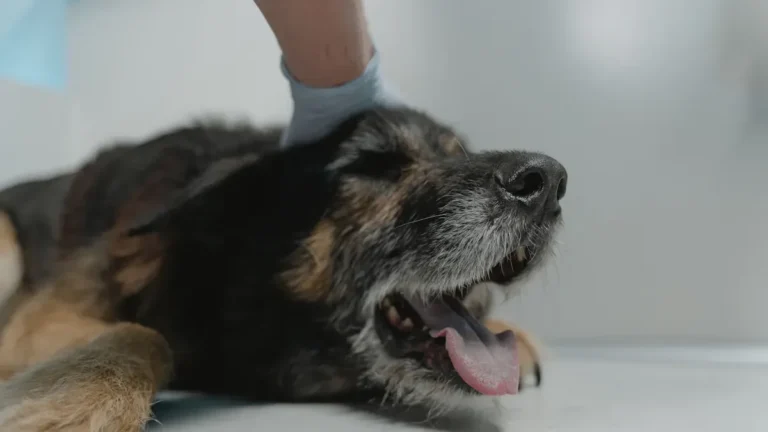 Dog Ear Infection Signs: Early Symptoms to Watch