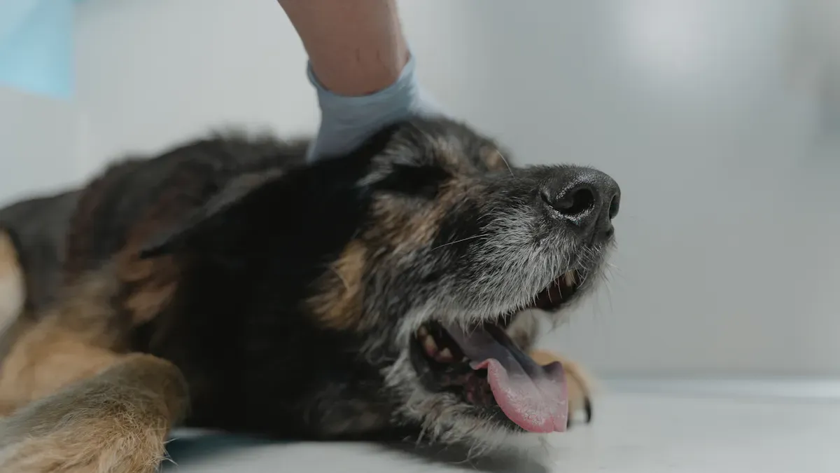 Dog Ear Infection Signs: Early Symptoms to Watch