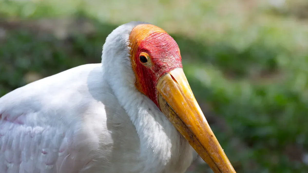 Bird Beak Health: What Changes Reveal