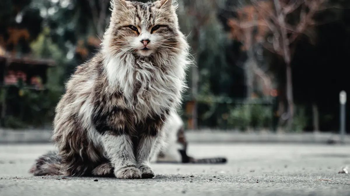 Causes of Cat Shedding
