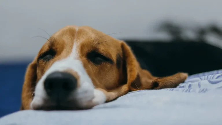 Dog Not Eating: What It Says About Health