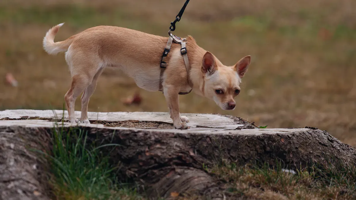 Small Dog Leash Types