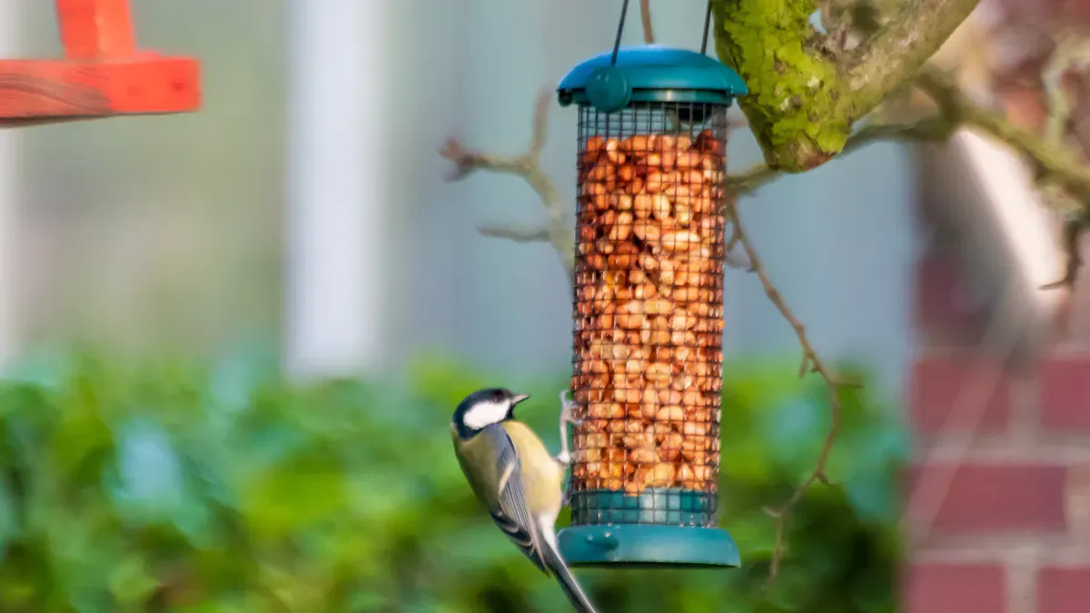 Top Foods for Birds