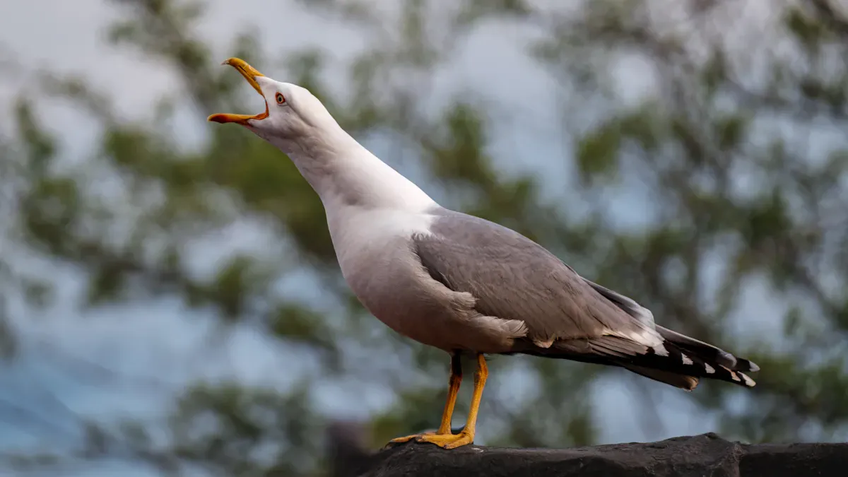 Meanings of Bird Sounds