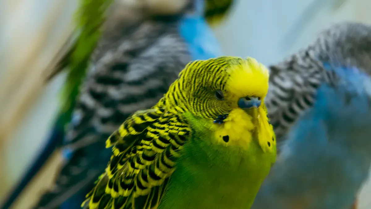 Signs of a Pet Bird Not Eating