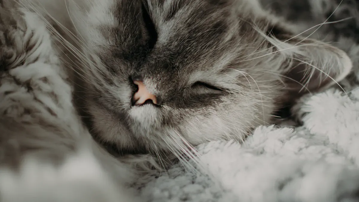 Contentment in Purring