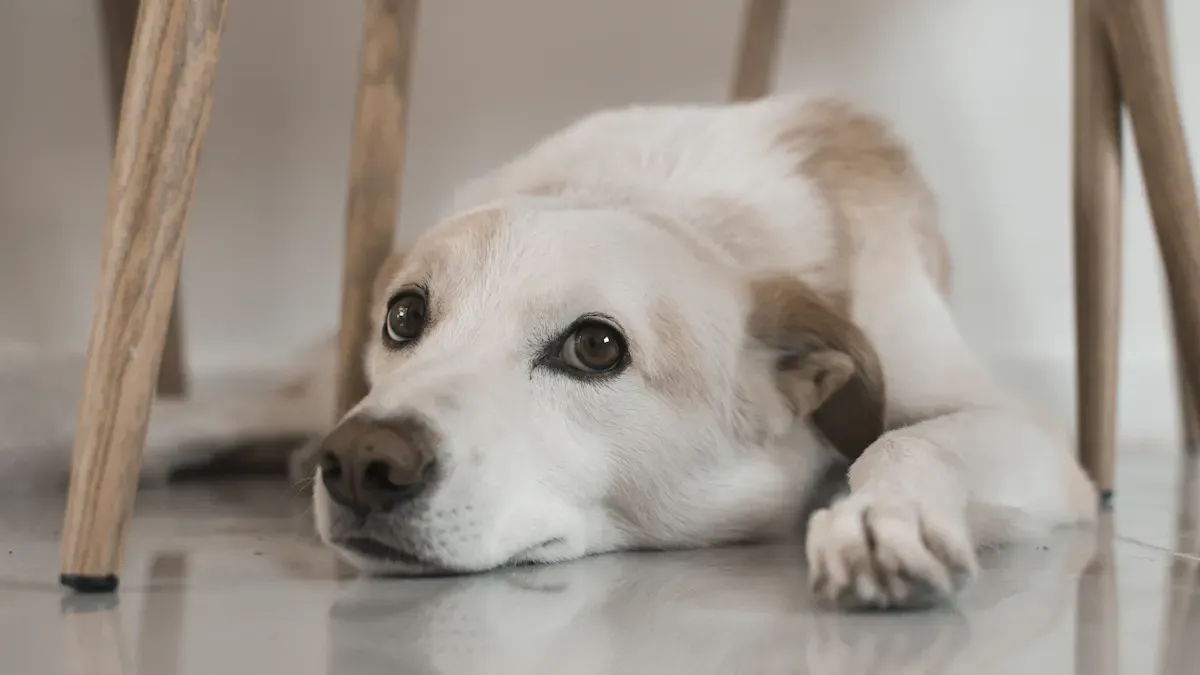 Managing Separation Anxiety