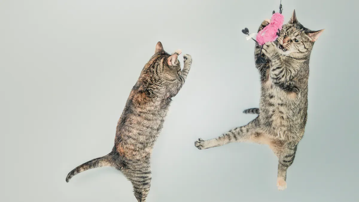 Keep Indoor Cats Active: Obstacle Courses