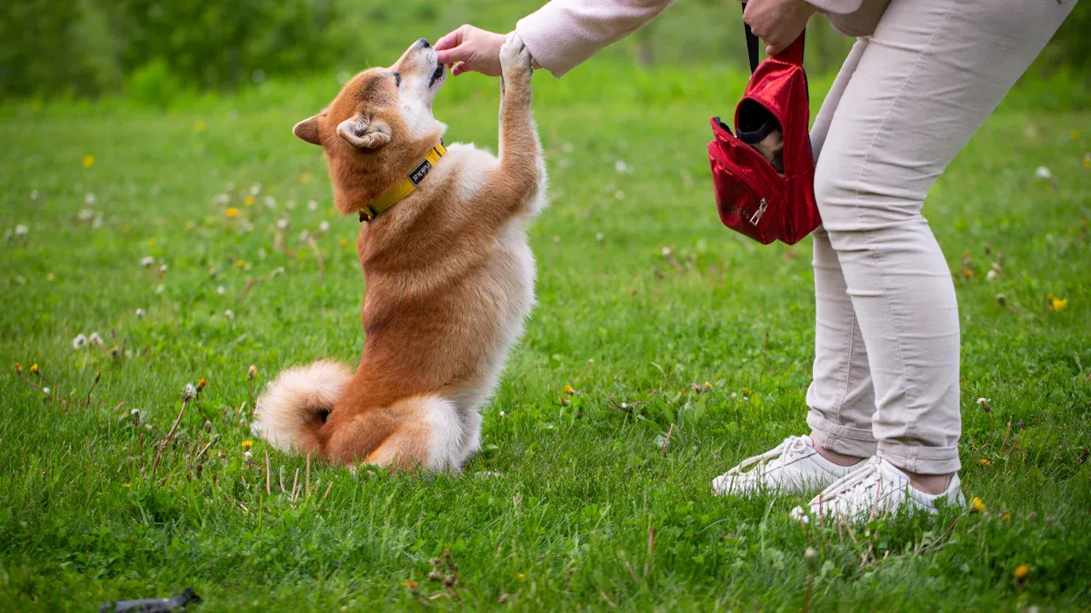 Why Do Dogs Bark: What Different Barks Mean