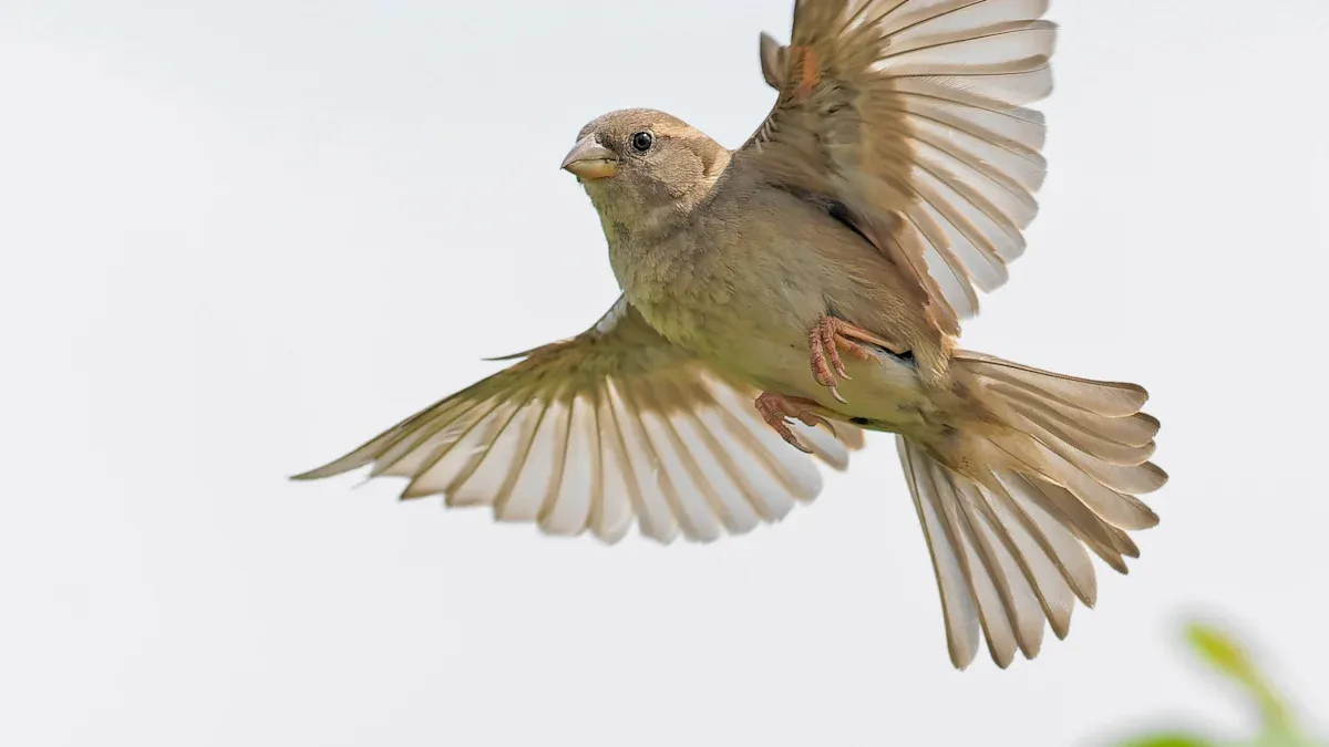 Bird Feather Loss Causes: What It Signals