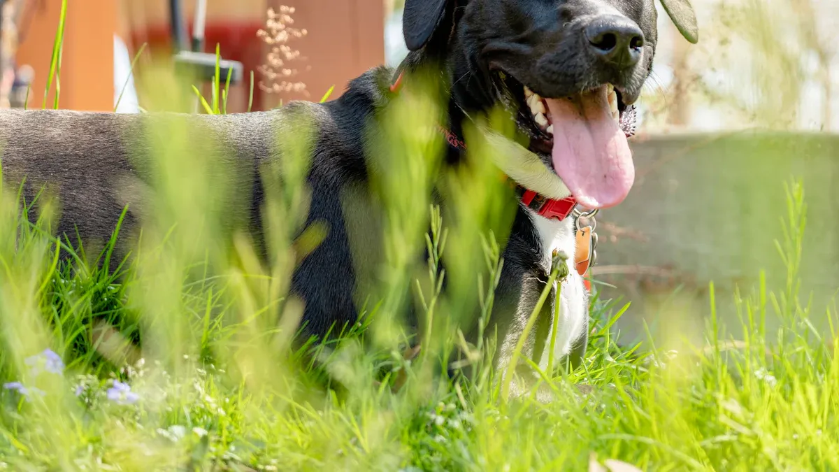 Normal Dog Panting Meaning