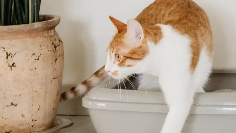 Cat Litter Box Types: What Works for Different Cats