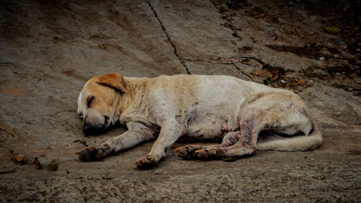 Dog Licking Paws: Allergies