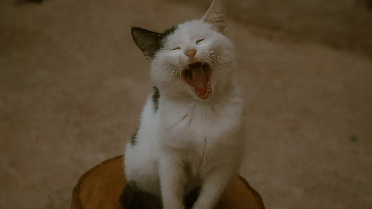 Why Do Cats Purr: Hidden Reasons Behind That Sound