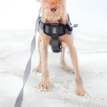 Dog Harness Benefits: 8 Reasons Owners Prefer Them