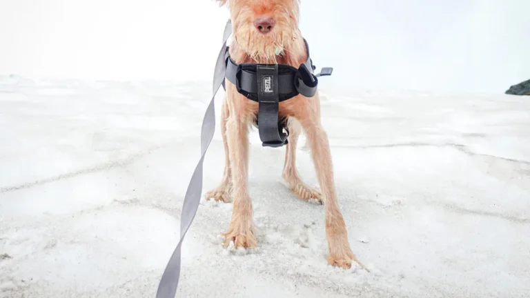 Dog Harness Benefits: 8 Reasons Owners Prefer Them
