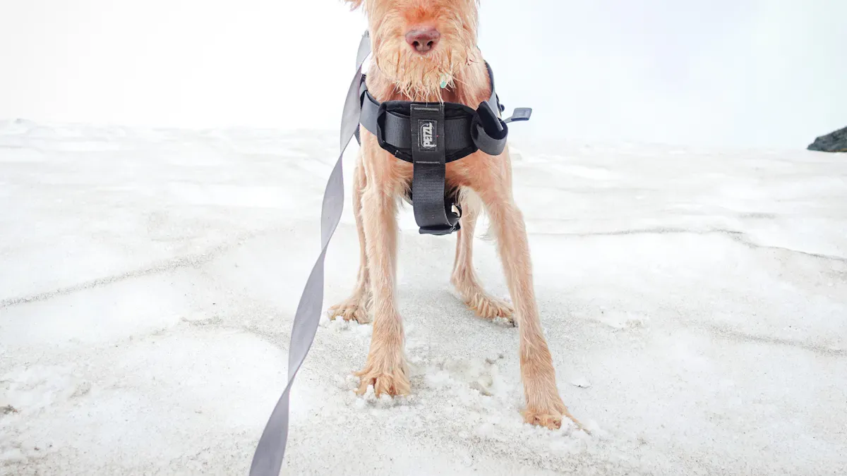 Dog Harness Benefits: 8 Reasons Owners Prefer Them