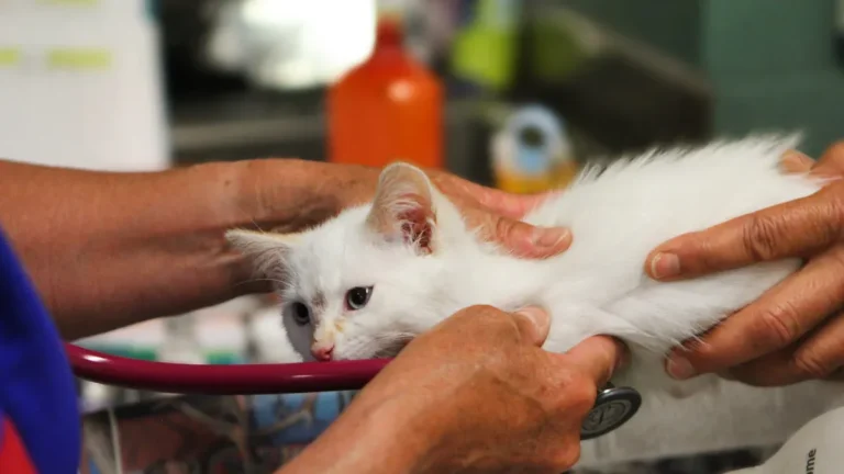 Cat Not Eating: Causes and What It Signals About Health