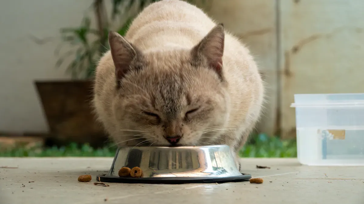 Encouraging a Cat Refusing to Eat