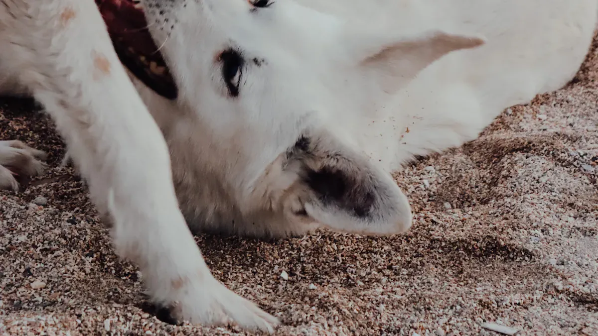 Dog Licking Paws: Infections