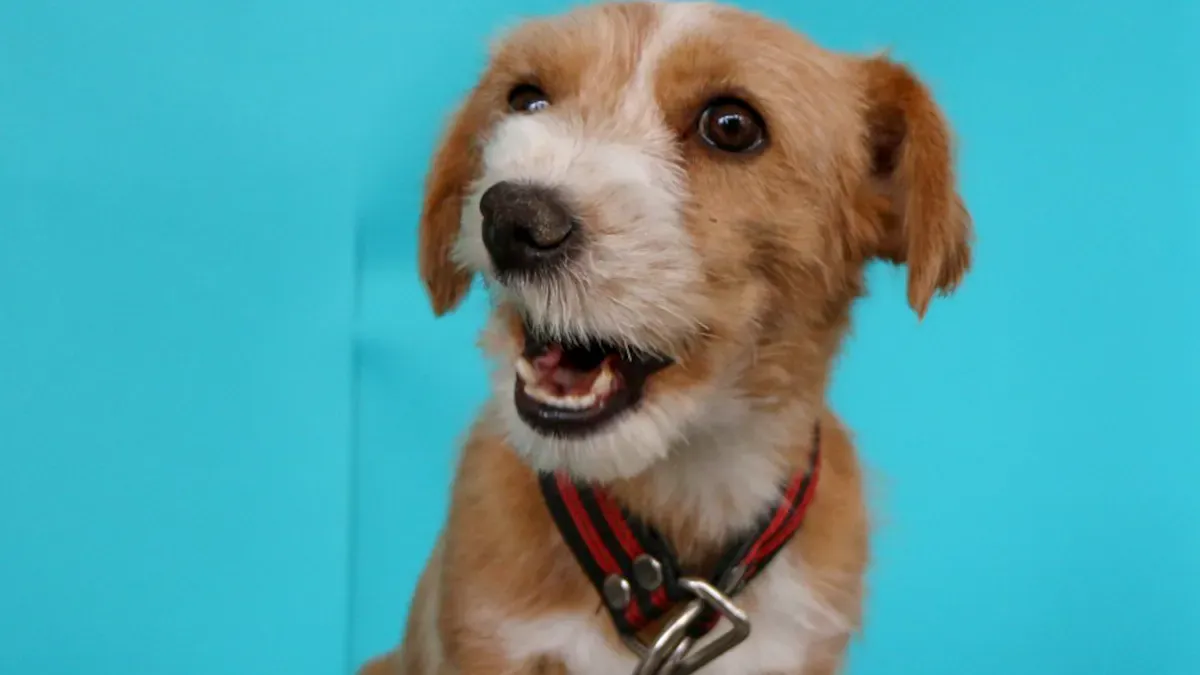 Comfort Features of Collars