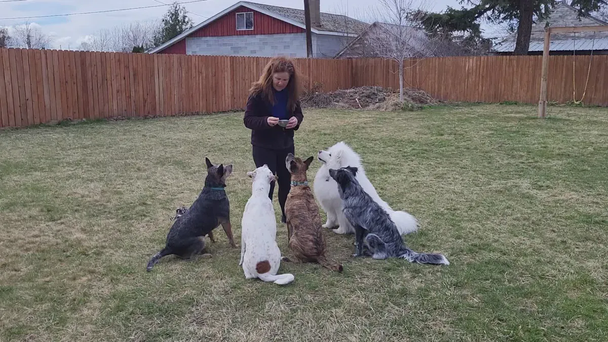 Socialization for Dogs