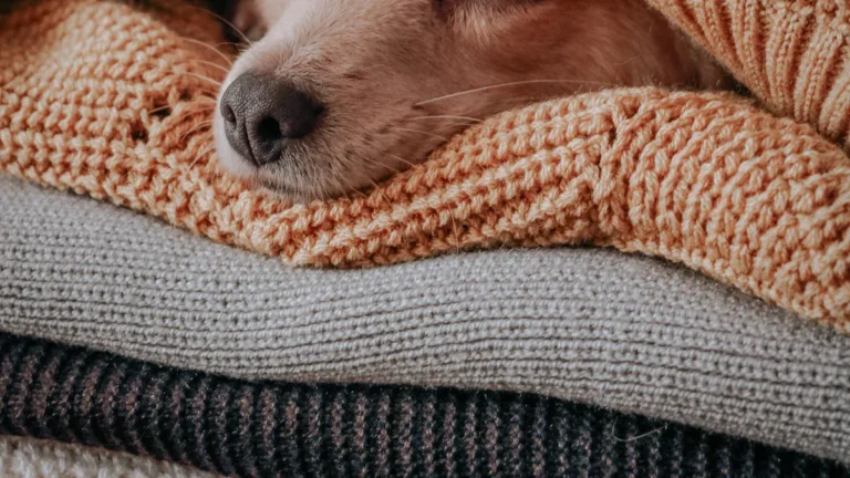 Dog Sleep Positions Meaning: What Each Pose Shows