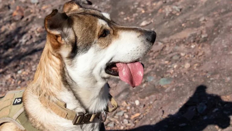 Dog Panting Meaning: When It Signals Trouble