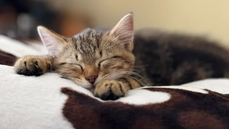 Cat Sleeping Positions Meaning: What Each Pose Reveals