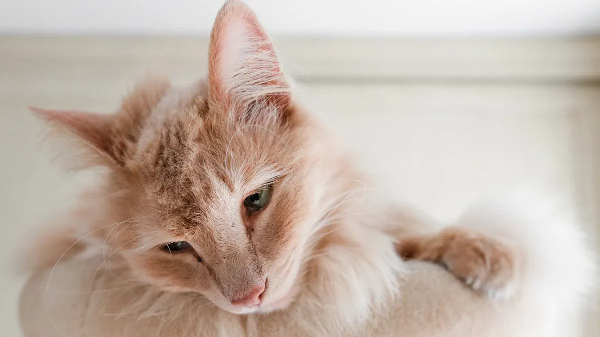 Why Do Cats Knead: What This Behavior Really Means