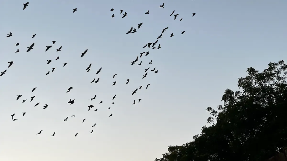 Implications of Bird Behavior Changes