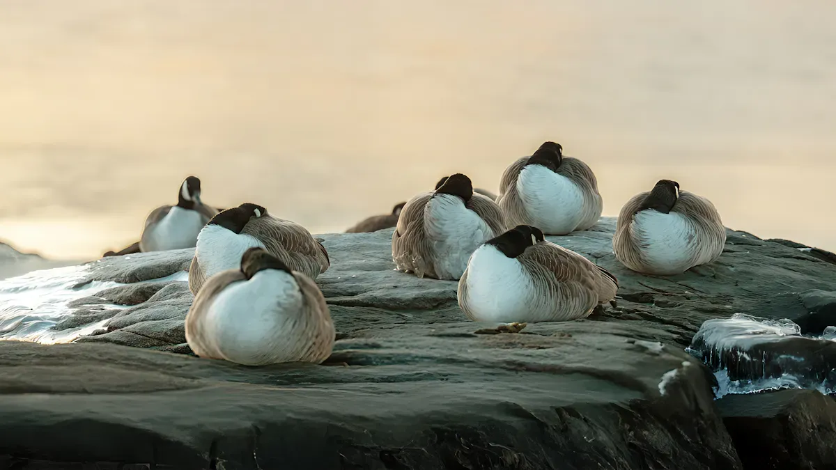 Environmental Influences on Sleep