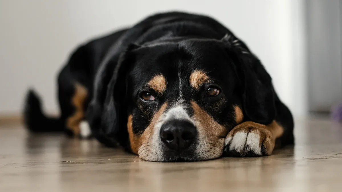 Causes of Dog Not Eating