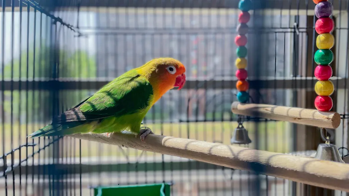 Bird Cage Setup: What Birds Need for Comfort