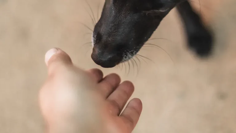 Dog Licking Paws: What It Indicates About Health